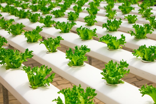 How the Hospitality Industry can be More Eco Friendly in 2024